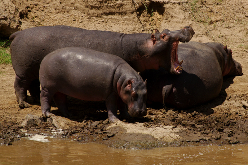 Hippo yawning at Maasai Mara National Reserve in Kenya