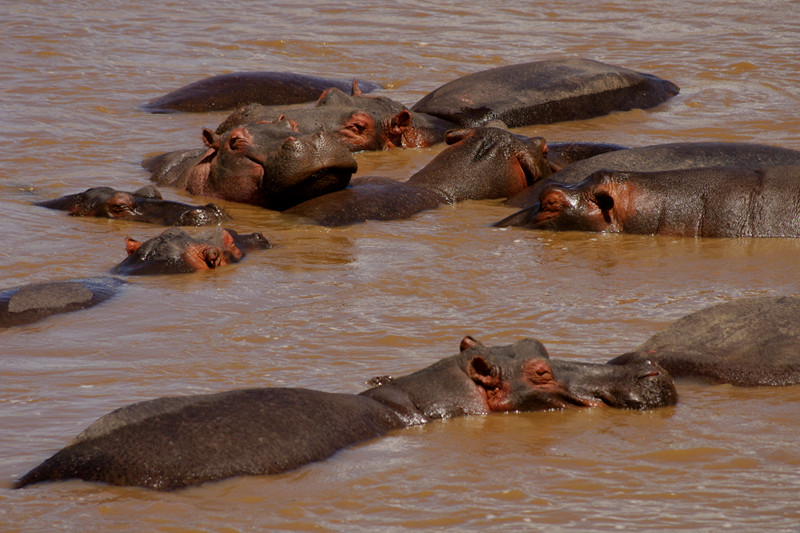Hippos in water close up at Maasai Mara National Reserve in Kenya