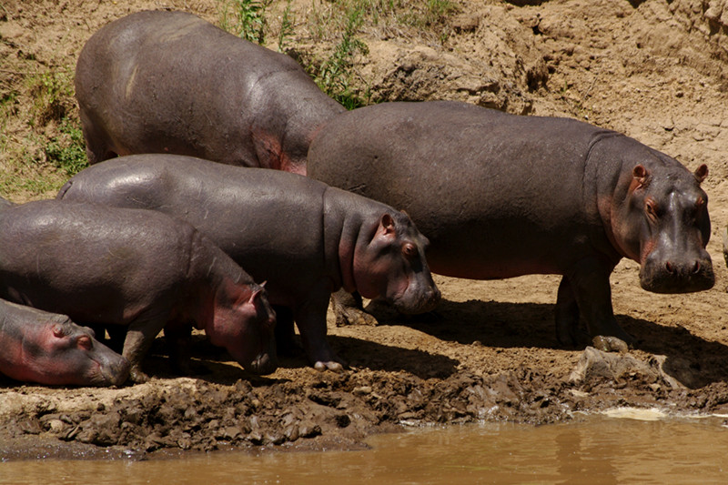 Hippos on river bank close up at Maasai Mara National Reserve in Kenya