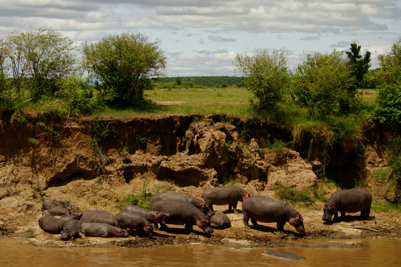 Hippos basking on the river bank at Maasai Mara National Reserve in Kenya