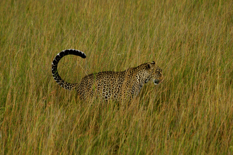 Leopard in the grass at Maasai Mara National Reserve in Kenya