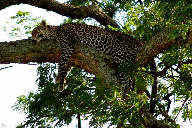 Leopard sleeping in a tree at Maasai Mara National Reserve in Kenya