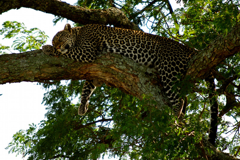 Leopard sleeping in a tree at Maasai Mara National Reserve in Kenya