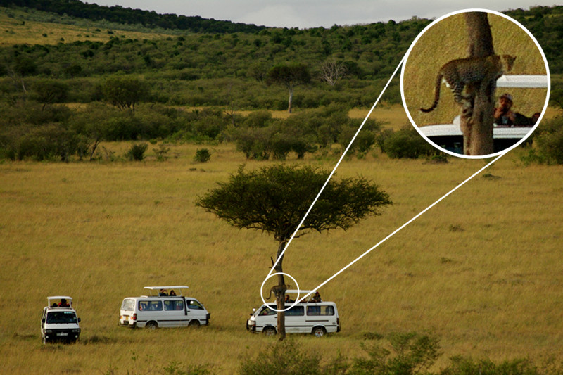 Lucky shot: matutus (minivans) around a tree with a leopard in it at Maasai Mara National Reserve in Kenya