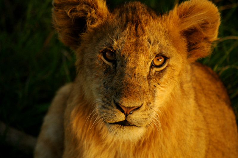 maasai mara kenya lion cub portrait