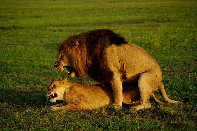 Two lions in the throes of orgasm at Maasai Mara National Reserve