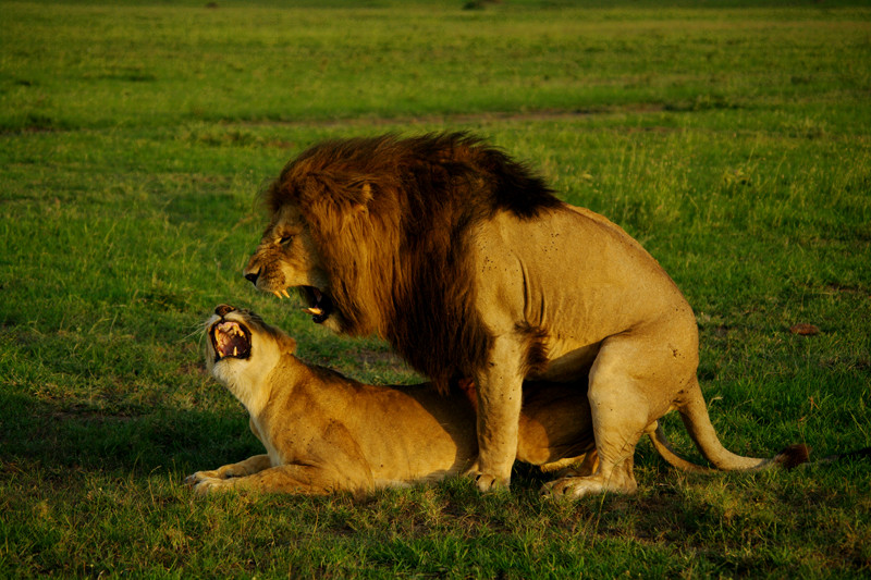 Two lions in the throes of orgasm at Maasai Mara National Reserve