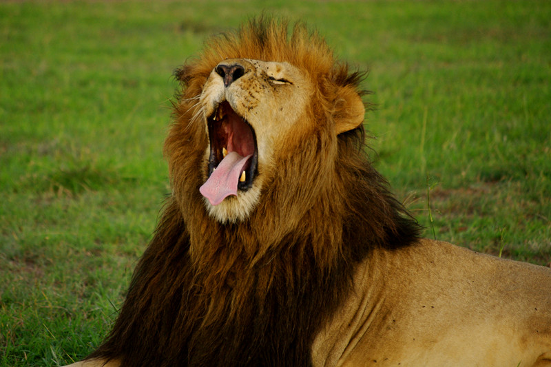 Lion yawning at Maasai Mara National Reserve in Kenya