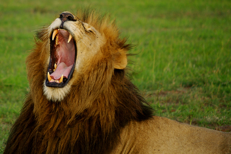 Lion yawning at Maasai Mara National Reserve in Kenya