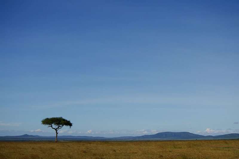 maasai mara kenya lone tree landscape