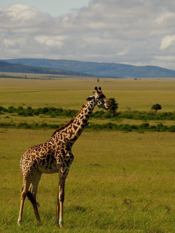 A giraffe that looks like Sophie, the French teething toy, at Maasai Mara National Reserve in Kenya