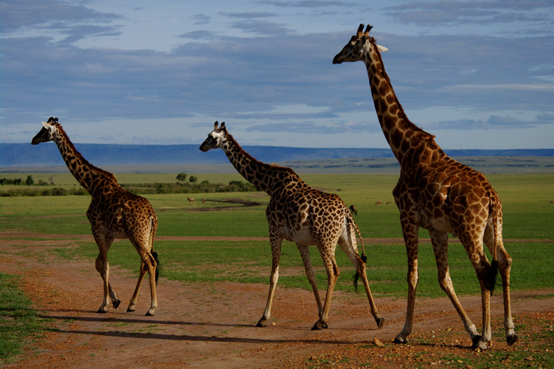 Three giraffes at Maasai Mara National Reserve in Kenya