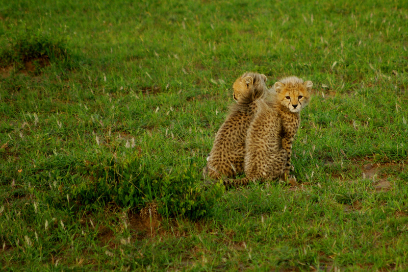 Two cheetah cubs at Maasai Mara National Reserve in Kenya