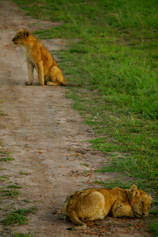 Two lion cubs on the track at Maasai Mara National Reserve in Kenya