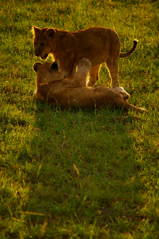Two lion cubs playing at Maasai Mara National Reserve in Kenya