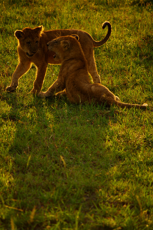 Two lion cubs playing at Maasai Mara National Reserve in Kenya