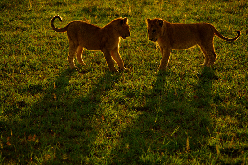 Two lion cubs playing at Maasai Mara National Reserve in Kenya