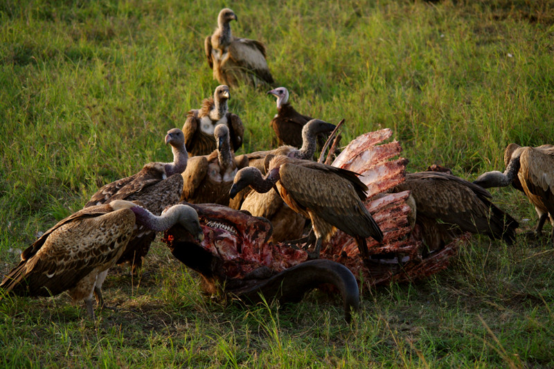 maasai mara kenya vultures on buffalo carcass