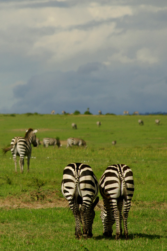 Two zebra butts at Maasai Mara National Reserve in Kenya