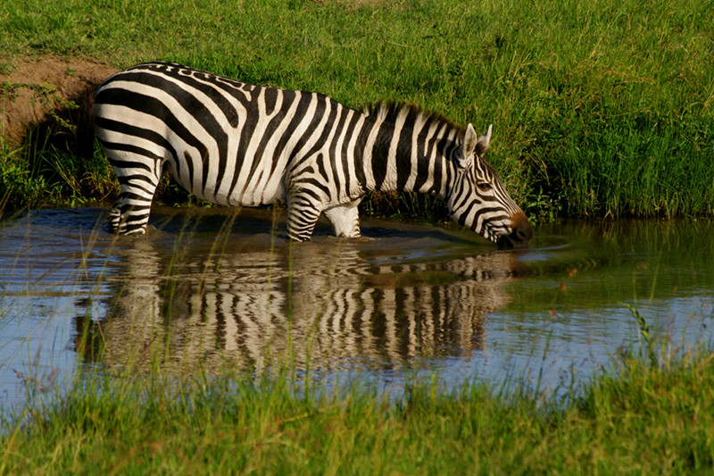 A zebra drinking at Maasai Mara National Reserve in Kenya