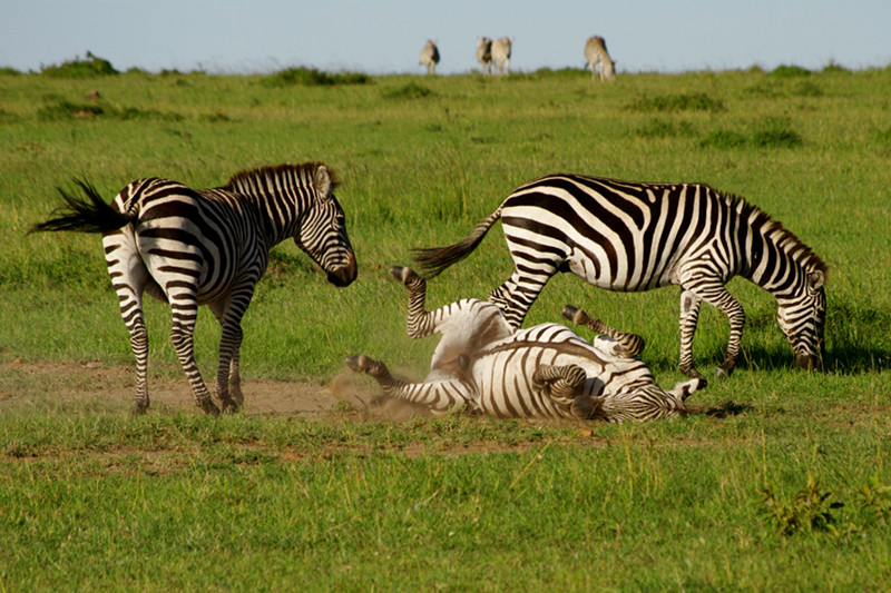 A zebra rolling in dirt at Maasai Mara National Reserve in Kenya