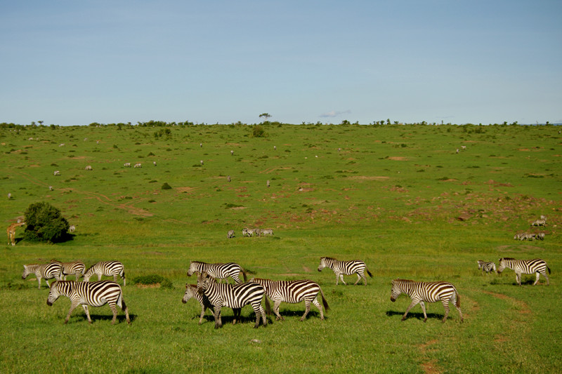 Zebras scattered across the landscape at Maasai Mara National Reserve in Kenya