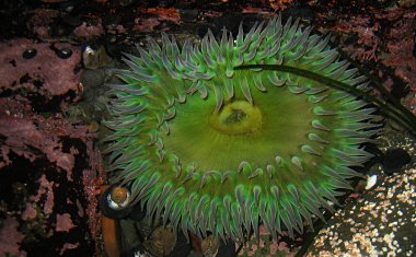 Sea anemone in a tidal pool at MacKerricher State Park