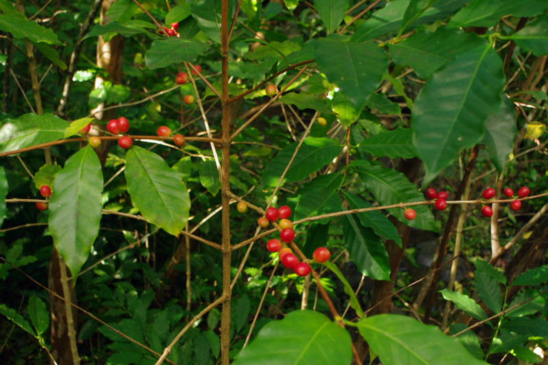 Wild or Feral coffee growing in the West Maui Mountains