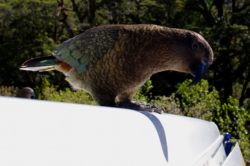 A curious kea, the alpine parrot, on top of our van