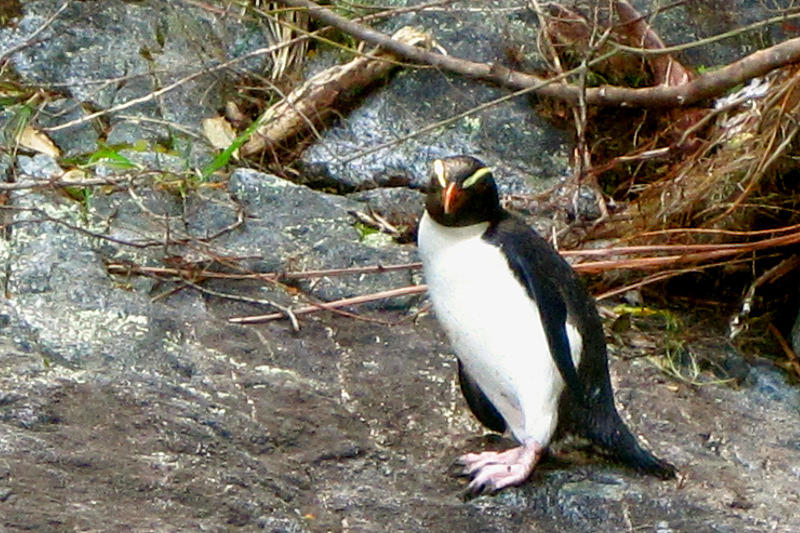 Fiordland Crested Penguin in Milford Sound