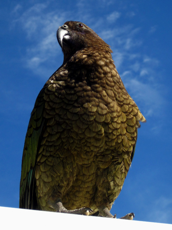 A curious kea, looking regal, on top of our van