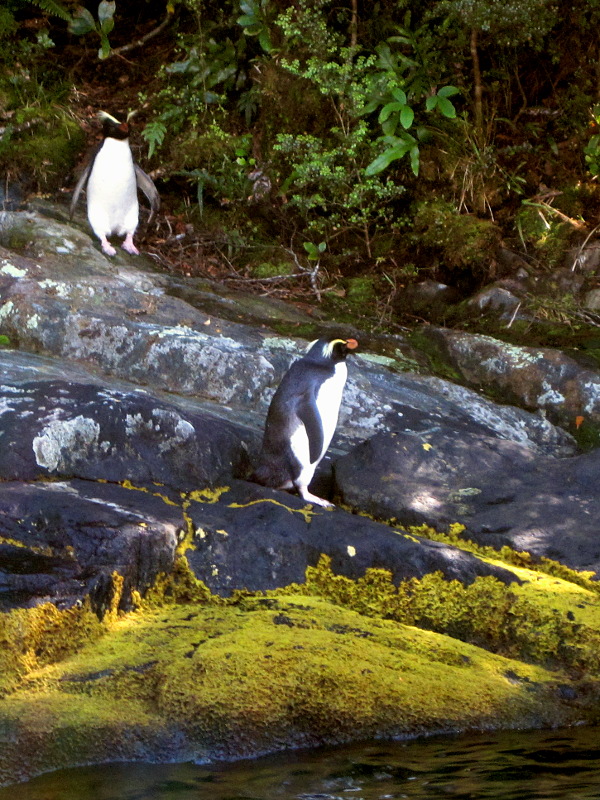 Two Fiordland Crested Penguins in Milford Sound