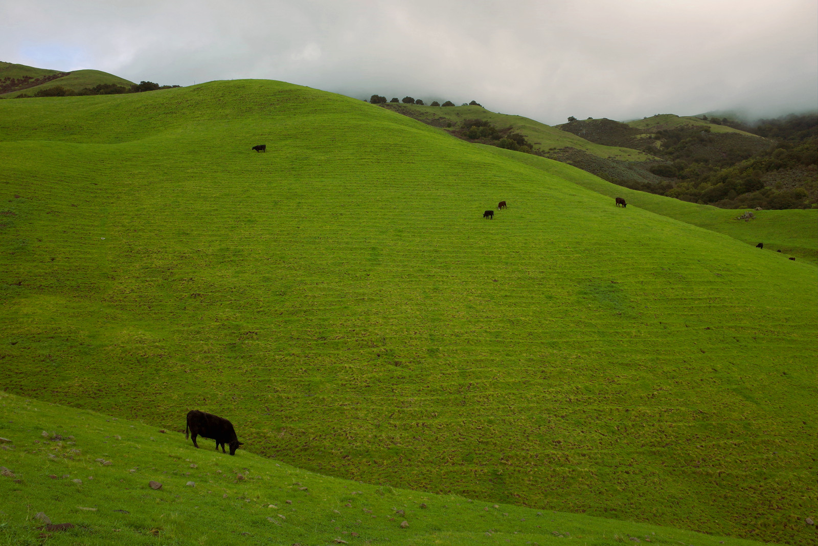 Cows on the Mission Peak hillside