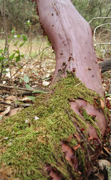 Moss on manzanita