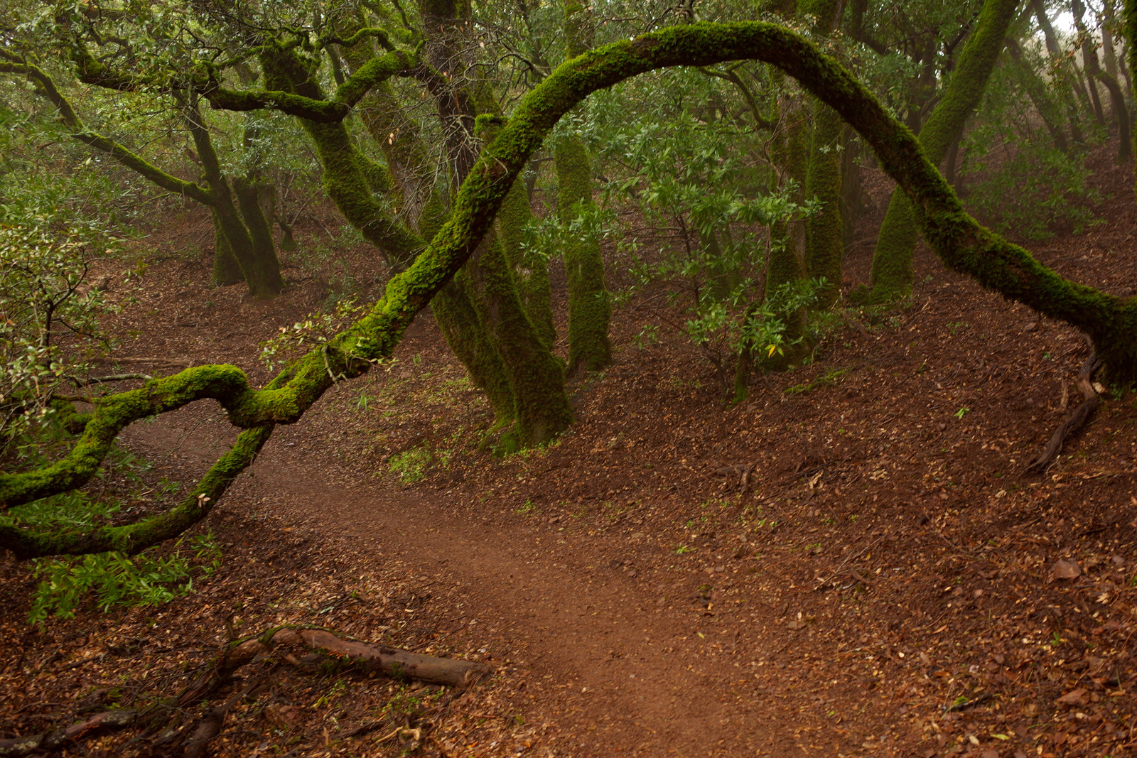 Tree arch over trail in Mount Diablo