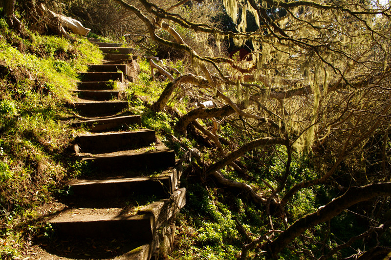 A staircase enshrouded with Spanish moss on the Matt Davis Trail in Mt Tamalpais State Park, California