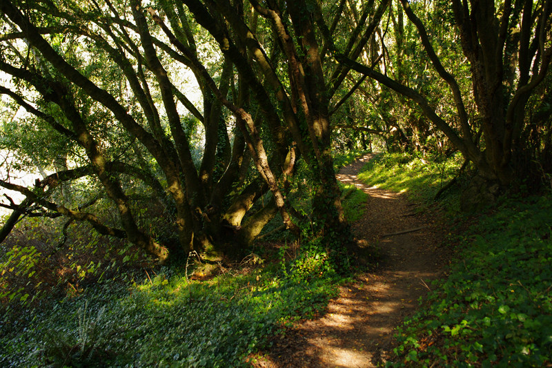 A sun-dappled path through the woods on the Matt Davis Trail in Mt Tamalpais State Park, California