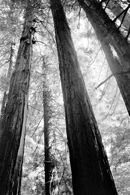 Looking up at the redwoods at Muir Woods