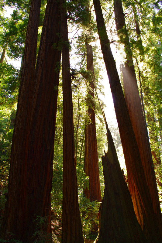 Glowing circle of redwoods at Muir Woods