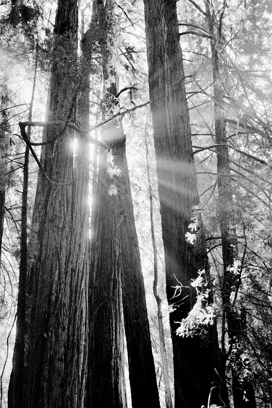 Sun shining through the redwoods at Muir Woods