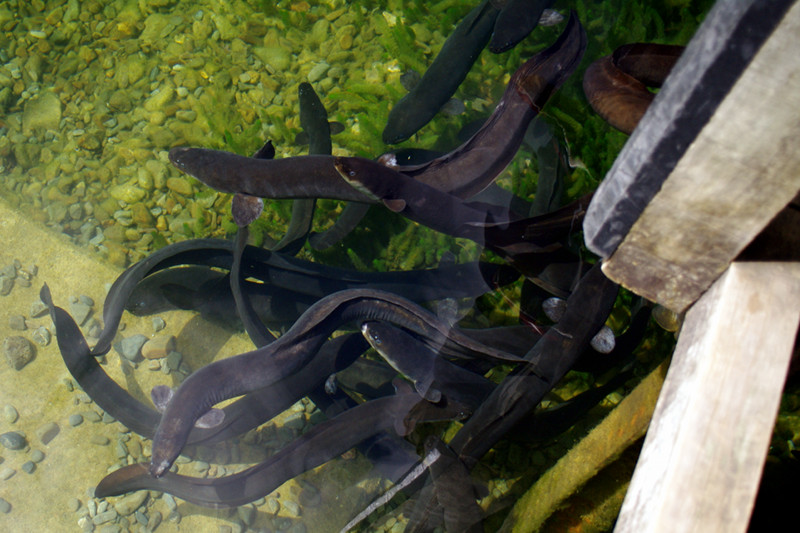 Swarm of eels under the dock in Lake Rotoiti