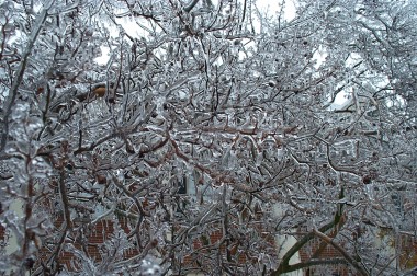 icy branches 1