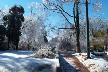 icy trees and sidewalk