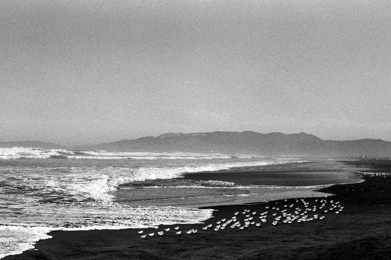 Snowy plovers at Ocean Beach, San Francisco, CA (black and white)