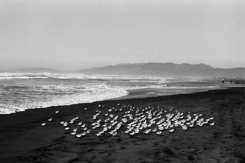 Snowy plovers at Ocean Beach, San Francisco, CA (black and white)