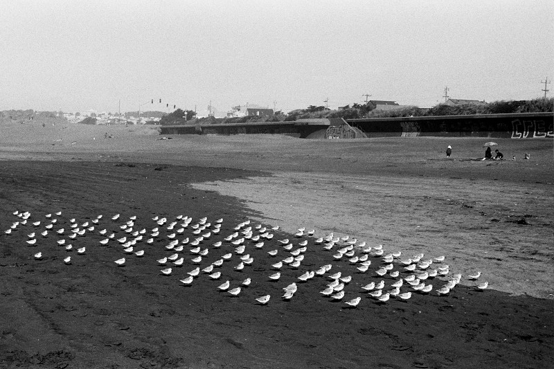 Snowy plovers at Ocean Beach, San Francisco, CA (black and white)