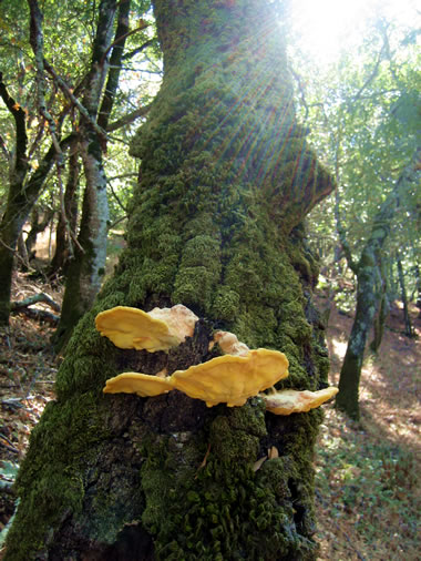 Tree Fungus at Olompali State Historic Park