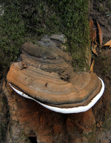 Tree Fungus at Olompali State Historic Park