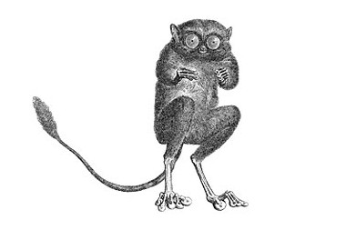 image of a tarsier