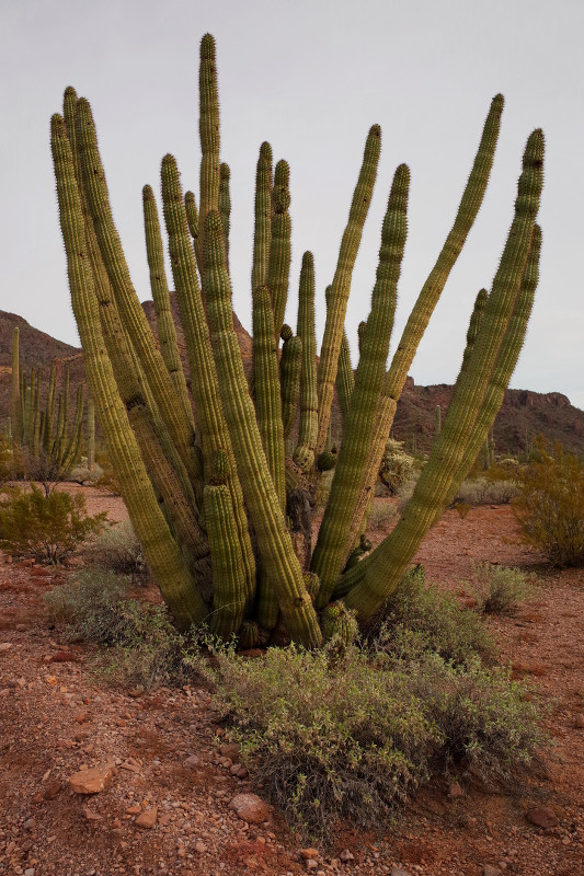 Organ pipe cactus in Organ Pipe Cactus National Monument
